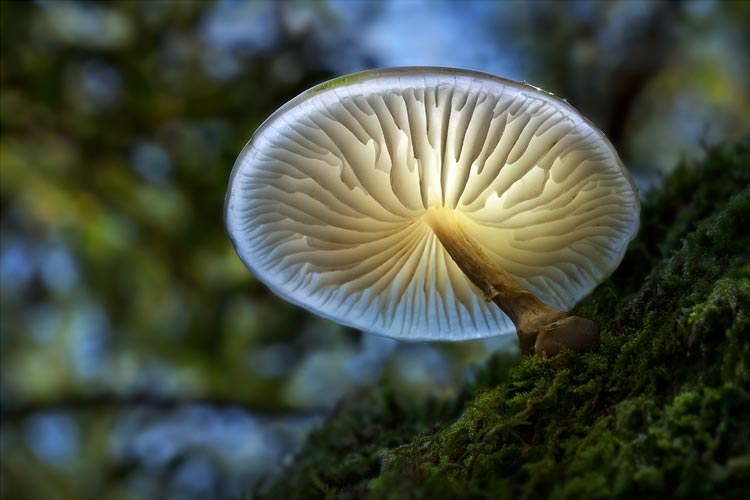 светящиеся грибы