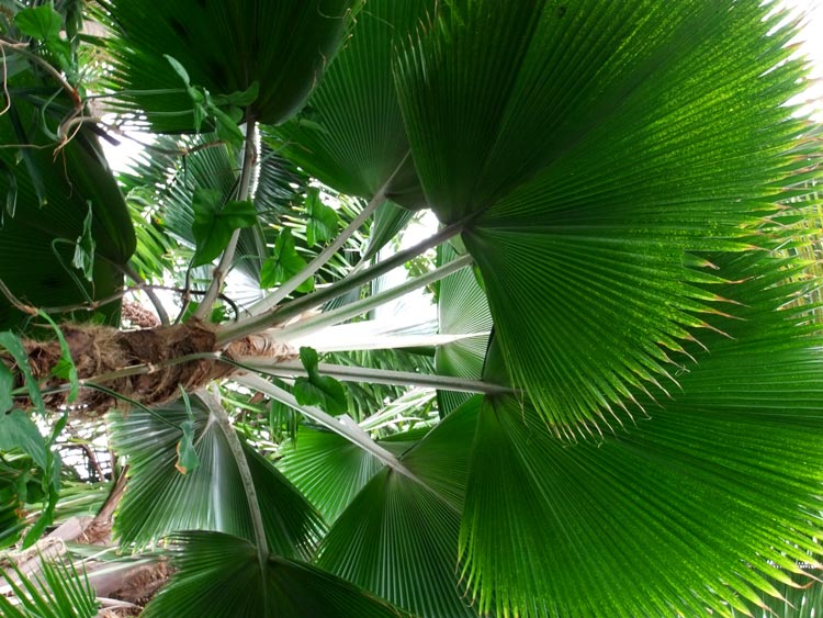 тропическая пальма