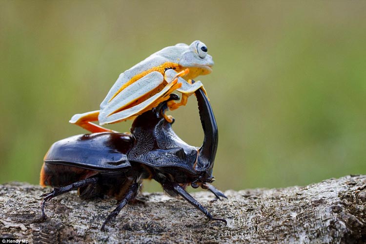 яванская летающая лягушка фото