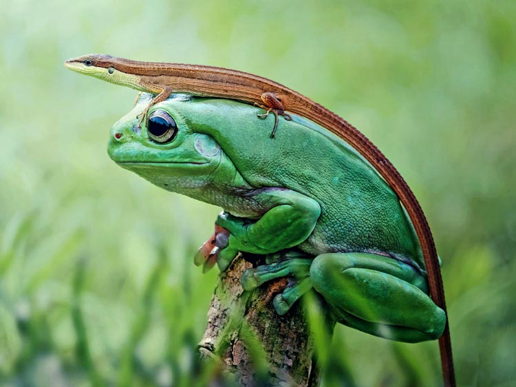 зелёная лягушка фото