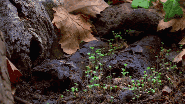 грибы растущие на пнях