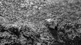 как растут грибы фото