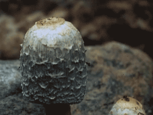 как растут грибы гифки