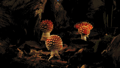 какие грибы растут в лесу